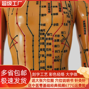 中医针灸人体穴位模型十二经络人模全身模教学模特硅胶可扎针模具