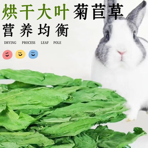 23年烘干菊苣草兔子龙猫荷兰猪豚鼠牧草饲料500g调理肠胃预防拉肚