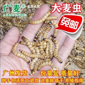 大麦虫活虫面包虫黄粉虫金龙鱼乌龟饲料八哥画眉鸟食活体虫子包邮