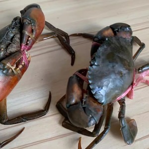 缅甸青蟹黒蟹香辣蟹迷踪蟹 每公斤6--8只 鲜活水产品新鲜到家