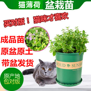 猫薄荷盆栽新鲜可食用驱蚊杀毒阳台植物柠檬香薄荷苗绿植净化空气