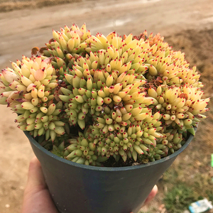 虎鲸大缀化 多肉植物 肉肉植物 萌肉肉组合盆栽花卉 陌上花