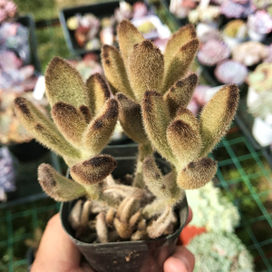 泰迪熊 多肉植物 肉肉植物 萌肉肉组合盆栽 室内花卉 陌上花