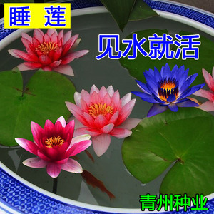 新品春天花种子四季播种睡莲种根大根水生花卉室内外荷花花卉种球 阿里巴巴找货神器 新品春天花种子四季播种睡莲种根大根水生花卉室内外荷花花卉种球 阿里巴巴找货神器