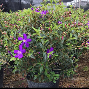 巴西野牡丹花苗盆栽四季开花木本植物净化空气阳台庭院花卉紫色花