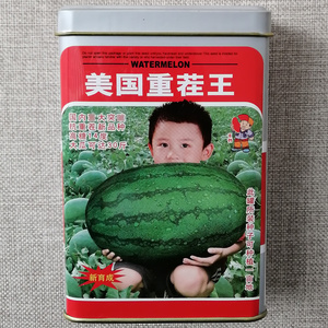 美国重茬王西瓜种子抗病耐重茬大田高产龙卷风西瓜种籽甜美多汁