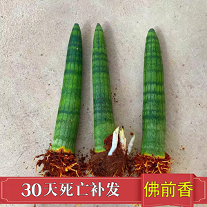 【佛前香】棒叶虎皮兰室内植物四季绿植盆栽花卉养不死的花卉耐活