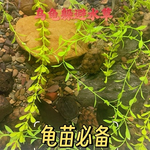 仿真水草鱼缸龟缸假水草龟苗育苗防咬尾防止咬伤防溺水养龟神器