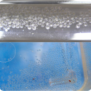 斑马鱼胚胎鱼卵【0-3天】实验AB/TU药理毒理实验荧光成像