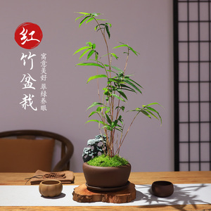 红竹红观音竹办公室绿植室内桌面水培植物带跟苔藓球竹子苗小盆栽