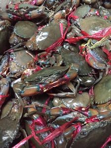 孟加拉 缅甸肉蟹 肉蟹煲 香辣蟹 迷踪蟹专用膏蟹青蟹200g