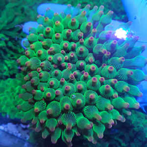 粉点荧光绿奶嘴原生海葵珊瑚皮实好养耐高温耐低温海水生物