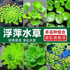 浮萍水草植物鱼缸一叶莲水葫芦和鱼共养水培植物水芙蓉圆心萍水上