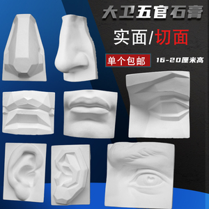 五官石膏像美术教具素描男女头骨骷髅模型眼睛耳朵鼻子嘴切面实面