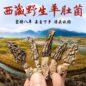 西藏野生羊肚菌干货海拔3500米自然晾晒羊肚菌去泥脚精选50g礼盒
