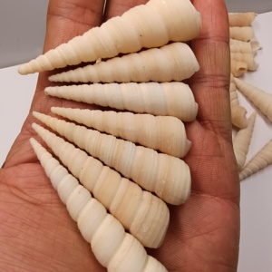 海底洋贝壳海螺长旋螺宝塔螺竹笋螺白色钉锥螺水族造景满18包邮
