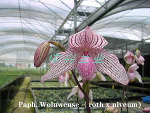 中兴兰业兜兰 白国王Paph. Woluwense（roth x niveum）