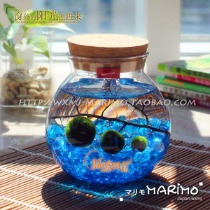 包邮MARIMO幸福海藻球微景观生态瓶创意水族鱼缸水培植物小盆栽