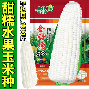 金甜糯828 糯玉米种籽国审糯苞谷包谷香甜高产杂交水果玉米种子孑
