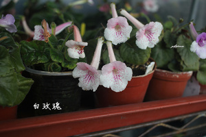 迷岩 室内 苦苣苔 白玫瑰 好养好种容易开花 扦插苗