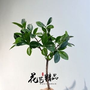 台湾榕树枝异形迎客造型米仔兰叶迷你榕叶插花假树装饰婚庆植物