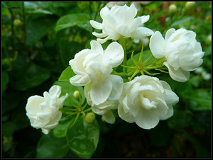 包邮食用茉莉花苗 花朵可泡茶 阳台庭院白茉莉盆栽 开花芳香花卉