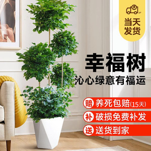 【128元】五层幸福树绿植大型盆栽老桩室内客厅四季常绿好养植物