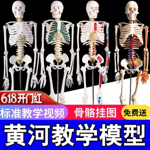 45 85 170cm人体骨骼模型骨架人体模型成人小白骷髅教学脊椎全身