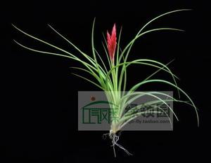 展示 空气凤梨 Tillandsia Vernicosa Tall 维尼戈莎竖直型