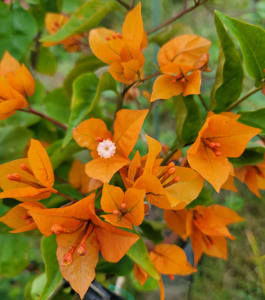 橙桑巴 三角梅  扦插苗  有苗青图 枝软勤花