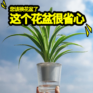 2023新款懒人绿萝多肉植物自动吸水小花盆透明水培塑料水养盆器