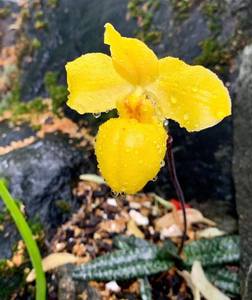 金童兜兰杏黄兜兰Paphiopedilum armeniacum 带花苞兰花绿植盆栽