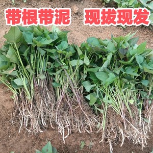 红薯苗秧地瓜苗芽种植洛薯13商哈密西瓜红脱毒淀粉白心济26板栗薯