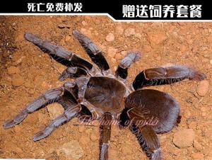铁锈红巴布2-16厘米公母宠物蜘蛛大型凶猛穴居海格力斯巨人相似
