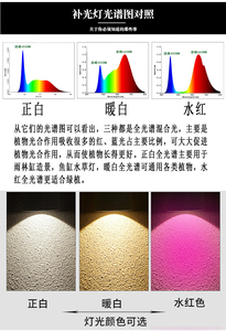 兰花长全合作仿绿植植物补光灯太阳生卉用多肉谱长生光光夹子台灯