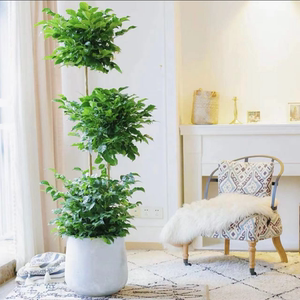 三层幸福树盆栽植物办公室内客厅吸甲醛公司绿植大型乔迁送礼绿宝