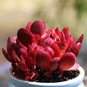 多肉植物紫蝶 多肉植物紫蝶品牌 价格 阿里巴巴