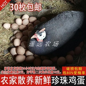 正宗农家散养珍珠鸡蛋 精装新鲜30枚 受精种蛋可孵化 包邮赔破损