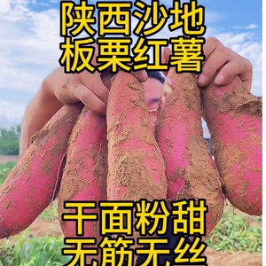 正宗陕西板栗红薯临潼红皮黄心板栗薯沙地新鲜现挖农家地瓜干面甜