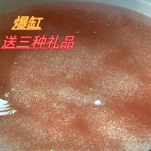 水蚤活苗蚤种活体鱼虫红虫水虱子鱼食卵饲料兰寿鱼苗幼苗开口活食