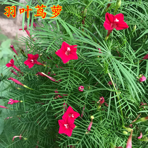 羽叶茑萝花种子五角星花种籽子茑萝松种子爬藤苗阳台盆栽四季易活