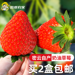 密云农家本地红颜草莓约400g 新鲜牛奶草莓 现摘现发 孕妇水果