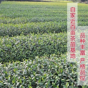 龙井43茶苗金牡丹茶苗中黄一号三号安吉白茶苗中茶108