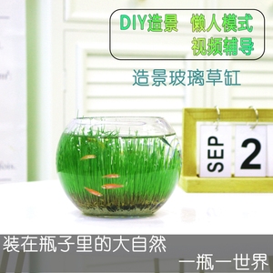 鱼缸水草泥植物种籽子玻璃透明真草水培植物生态花瓶造微景观diy