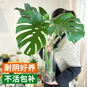 水培植物龟背竹盆栽老桩绿萝大叶室内观叶养桌面绿植耐阴好养常青