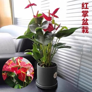 红掌火鹤花办公室客厅阳台桌面绿植小盆盆栽鸿运当头盆景 阿里巴巴找货神器