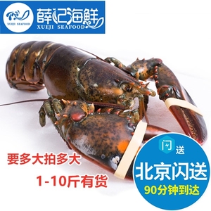 北京闪送 冷冻 鲜活速冻大龙虾 波龙波士顿 大龙虾1-15斤 水产
