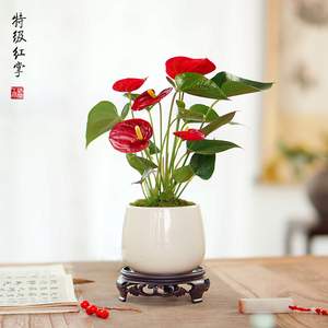 特级红掌盆栽花烛办公室桌面耐阴花卉植物室内小绿植白掌四季开花