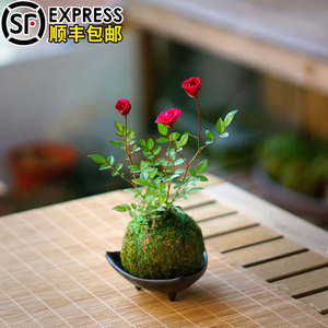 苔玉盆栽 苔玉盆栽品牌 价格 阿里巴巴 苔玉盆栽 苔玉盆栽品牌 价格 阿里巴巴