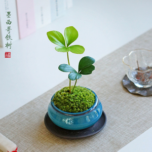 墨西哥铁树四叶草幸运草办公室书房茶桌室内桌面盆栽迷你日式绿植